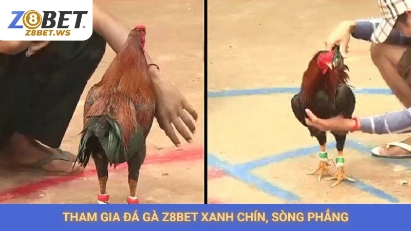 Tham gia đá gà Z8bet xanh chín, sòng phẳng
