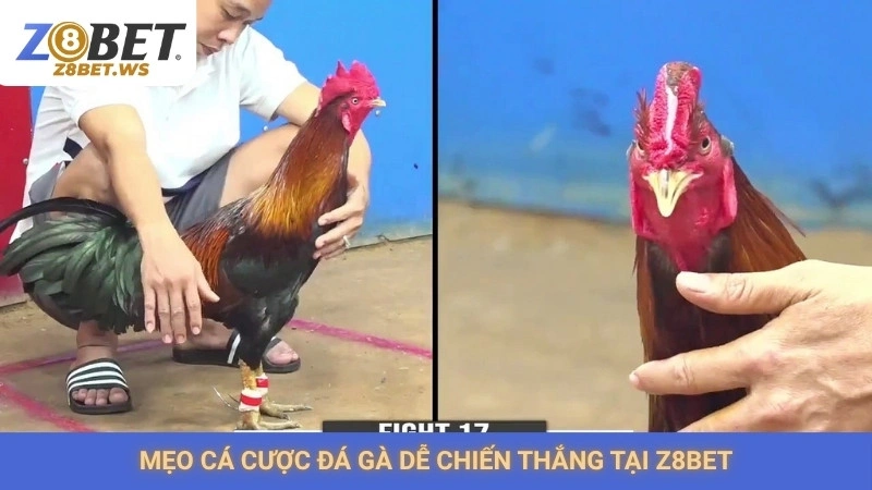 Mẹo cá cược đá gà dễ chiến thắng tại Z8bet