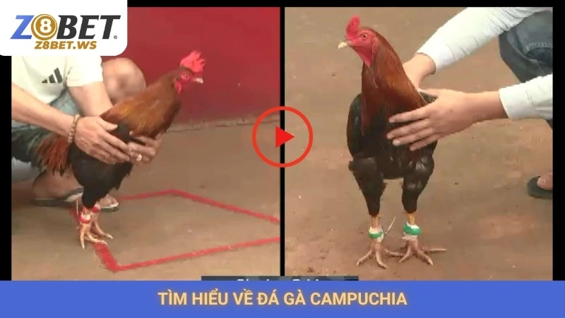 Tìm hiểu về đá gà Campuchia
