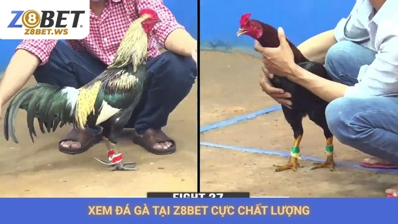 Xem đá gà tại Z8bet cực chất lượng