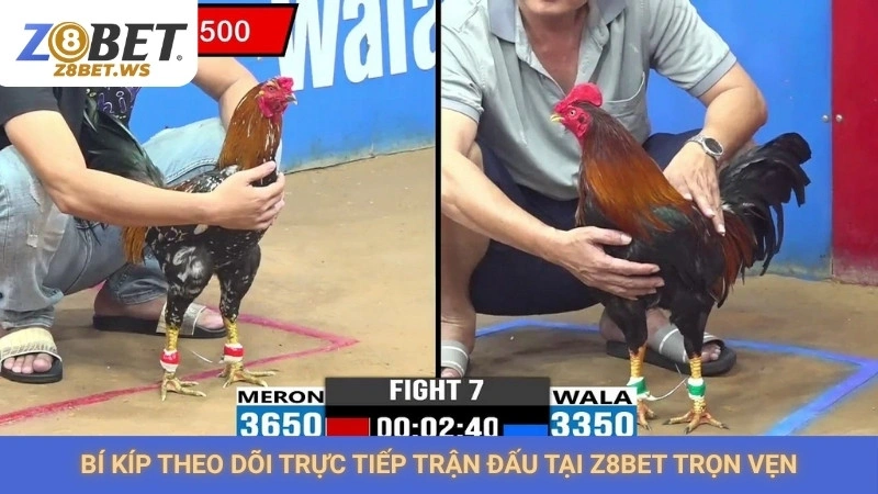 Bí kíp theo dõi trực tiếp trận đấu tại Z8bet trọn vẹn