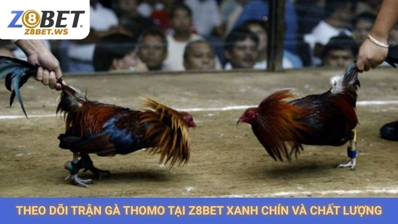 Theo dõi trận gà Thomo tại Z8bet xanh chín và chất lượng